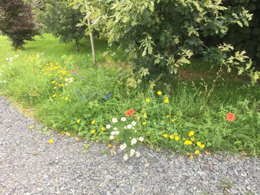 An Bothan-Cosy Cottage In The Cooley Mountains Dundalk Eksteriør bilde