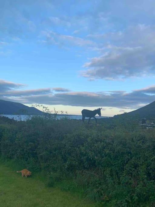 An Bothan-Cosy Cottage In The Cooley Mountains Dundalk Eksteriør bilde