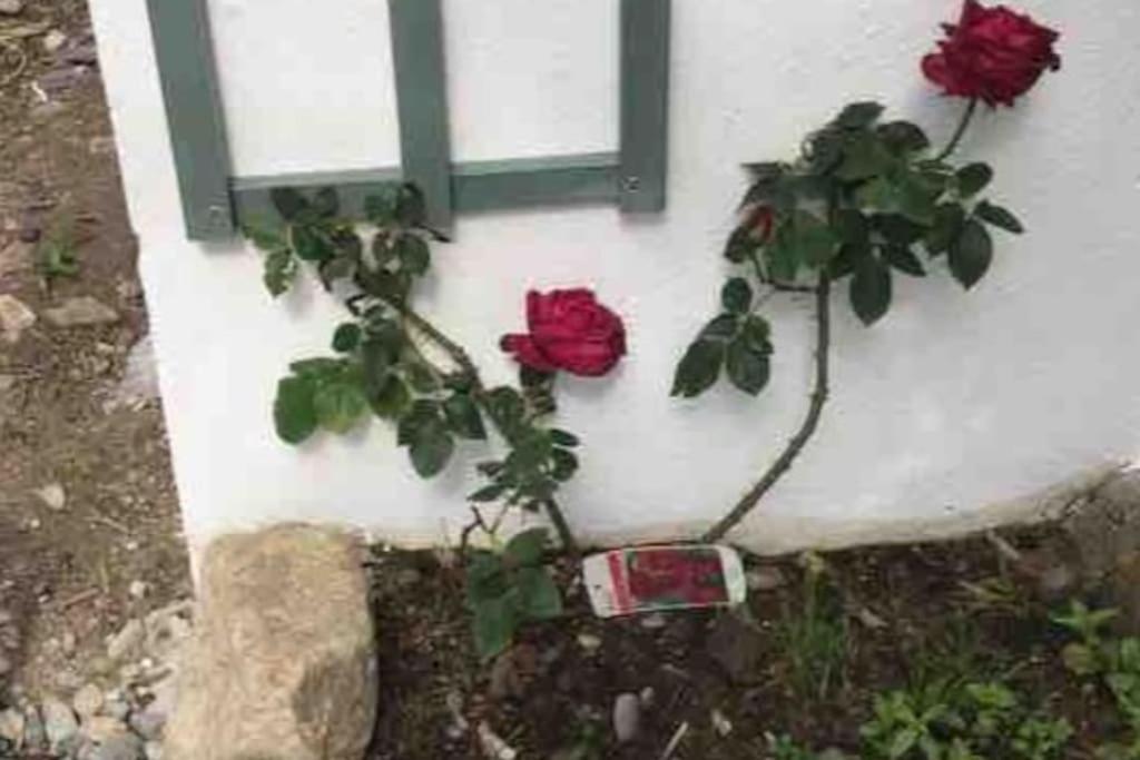 An Bothan-Cosy Cottage In The Cooley Mountains Dundalk Eksteriør bilde